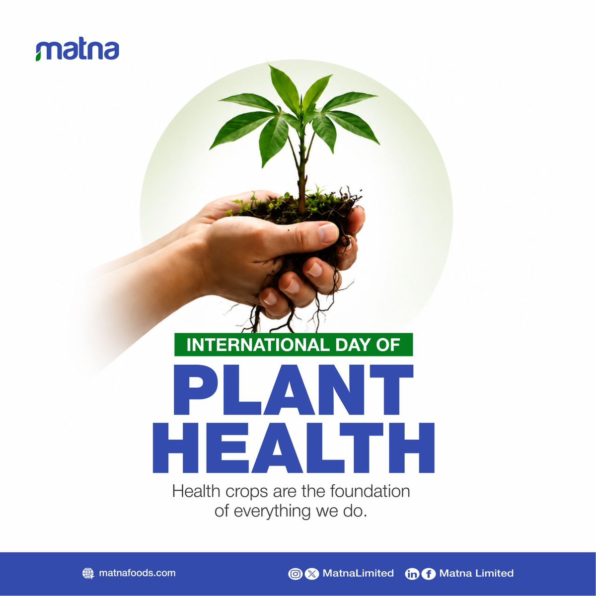 MatnaLimited's tweet photo. On #PlantHealthDay, we spotlight the foundation of our farm-to-factory strategy: healthy cassava fields and sustainable agricultural practices.

Healthy plants create stronger harvests, stable supply chains, and better outcomes across the value chain.

#PlantHealthDay #Cassava https://t.co/P0RZYJbQXa