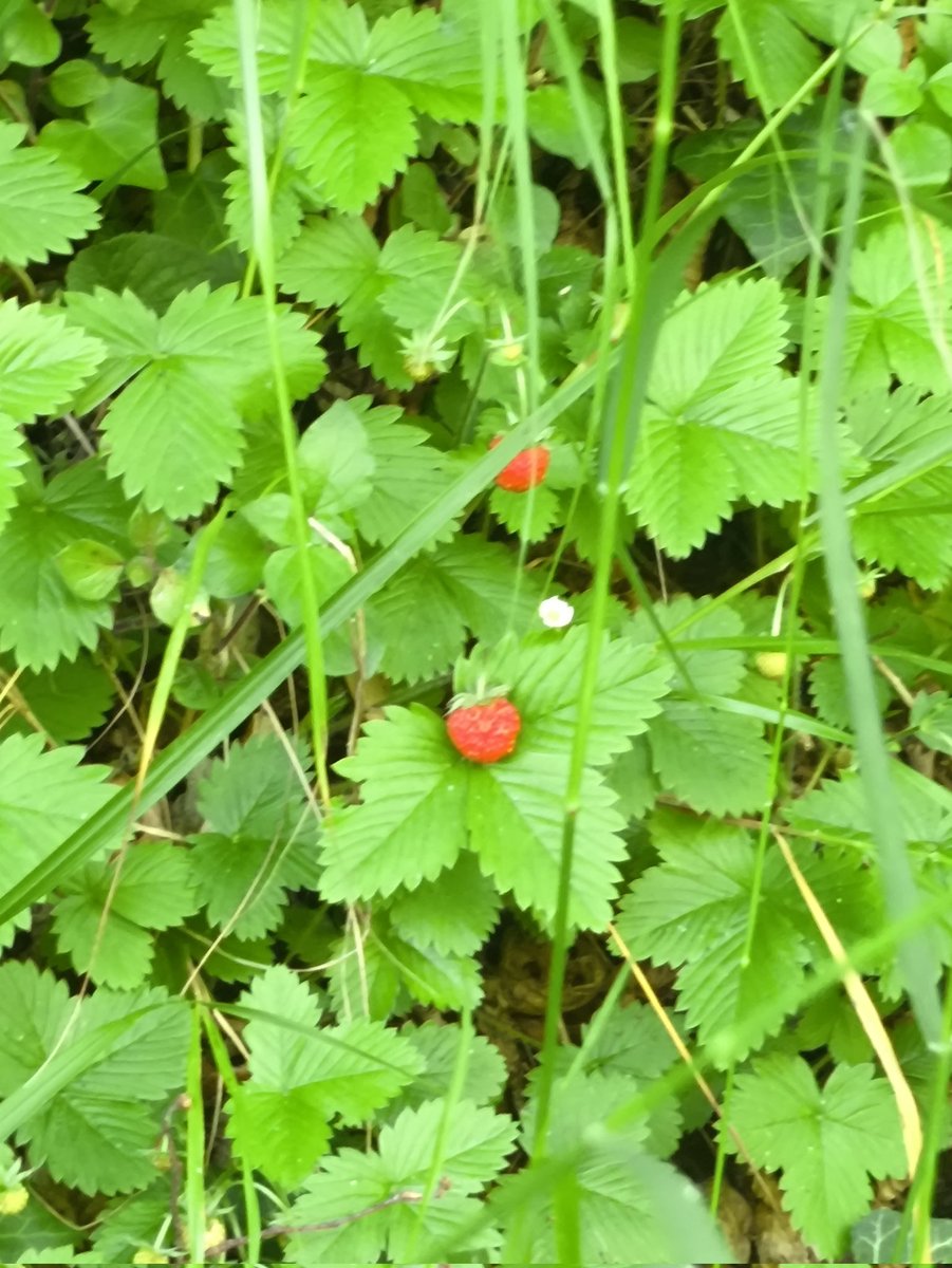 Miso6739's tweet photo. Hoy fui a dar un paseíto en la montaña en bici y en el camino me encontré fresas silvestres , están bien bonitas .(No las comí) https://t.co/vZqVSWoje2