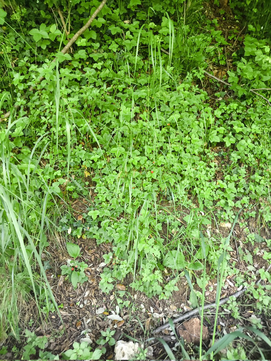 Miso6739's tweet photo. Hoy fui a dar un paseíto en la montaña en bici y en el camino me encontré fresas silvestres , están bien bonitas .(No las comí) https://t.co/vZqVSWoje2