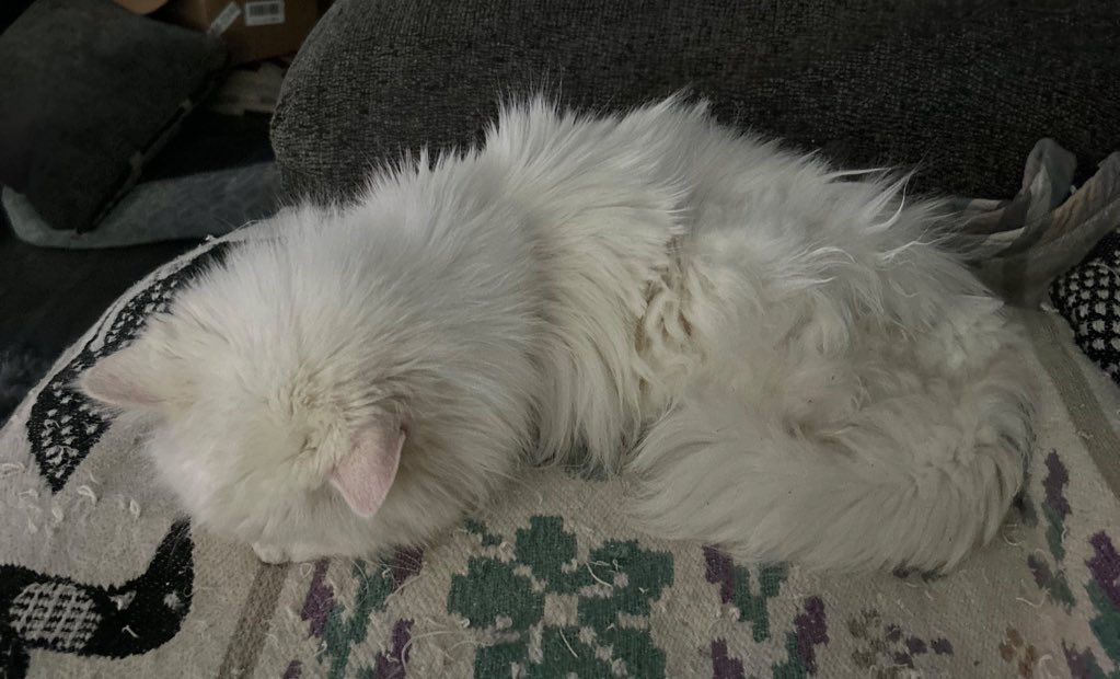 Kittty tweet media