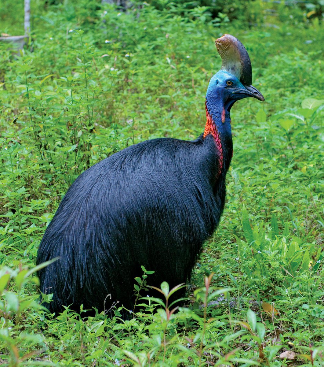 Cassowary tweet media