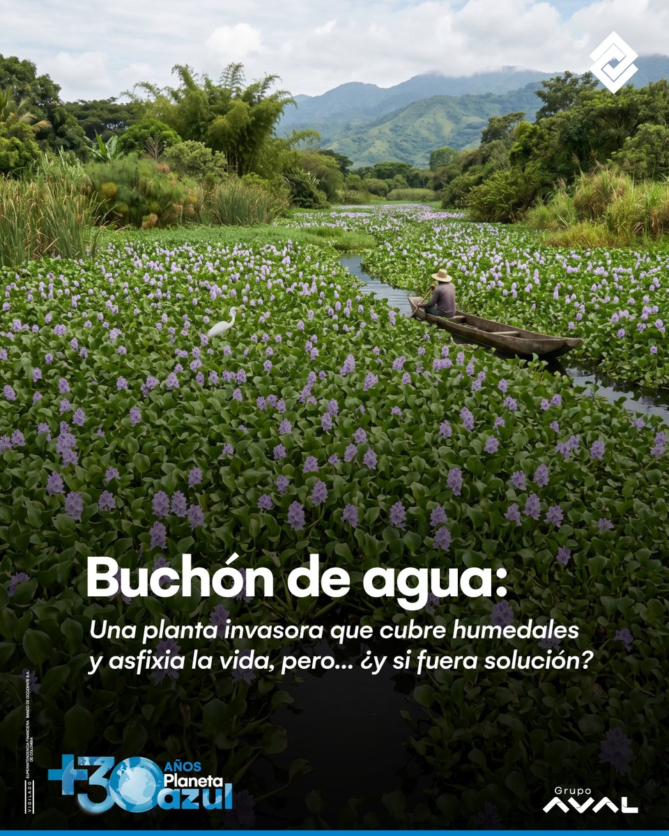 ComPlanetaAzul's tweet photo. El buchón de agua ahora ayuda a eliminar metales pesados del agua contaminada. Innovación que transforma problemas en soluciones reales. Premio Planeta Azul

¿Conocías esta historia?

@comunidadplanetaazul @BcoOccidente @bco_occidente @bancosaval @BancosAval
#PremioPlanetaAzul https://t.co/BLPIKvDPGd