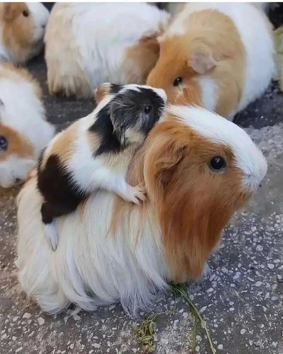 guineapigclub1's tweet photo. 🥰🥰❤️ https://t.co/ifPwELgbmK