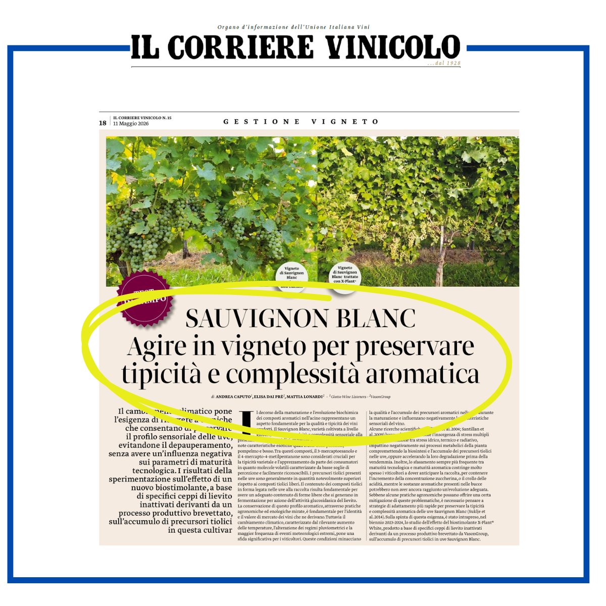IlVinicolo's tweet photo. #Sauvignon Blanc e cambiamento climatico: una sperimentazione nel #Collio valuta come agire in vigneto per preservare i precursori tiolici e la tipicità aromatica delle uve. Sul Il #corrierevinicolo 15/2026 #vino #climatechange #viticoltura #ricerca
https://t.co/YMhz85AHi6 https://t.co/xnTBj7xQ7z