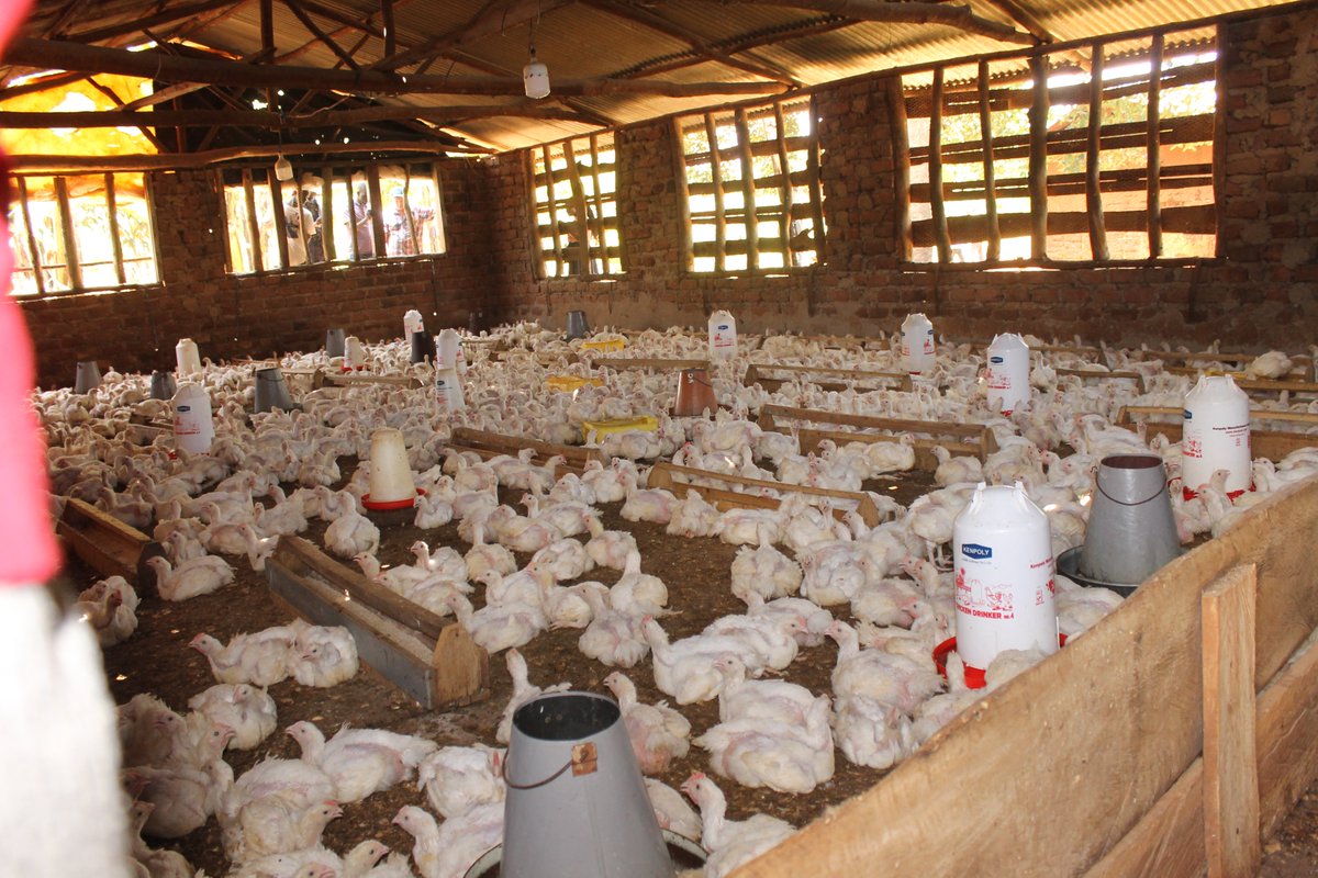 AsecBugemauniv's tweet photo. Focused on Maize-Based Farming Systems ...Maize  important energy source in poultry feed, providing up to 60–70% of the diet for broilers and layers in Uganda. @MPNampala @ASARECA  @UCUniversity @kabuniversity @umu_nkozi @ruforumsec @arbad2009 https://t.co/e3frAtyJdo