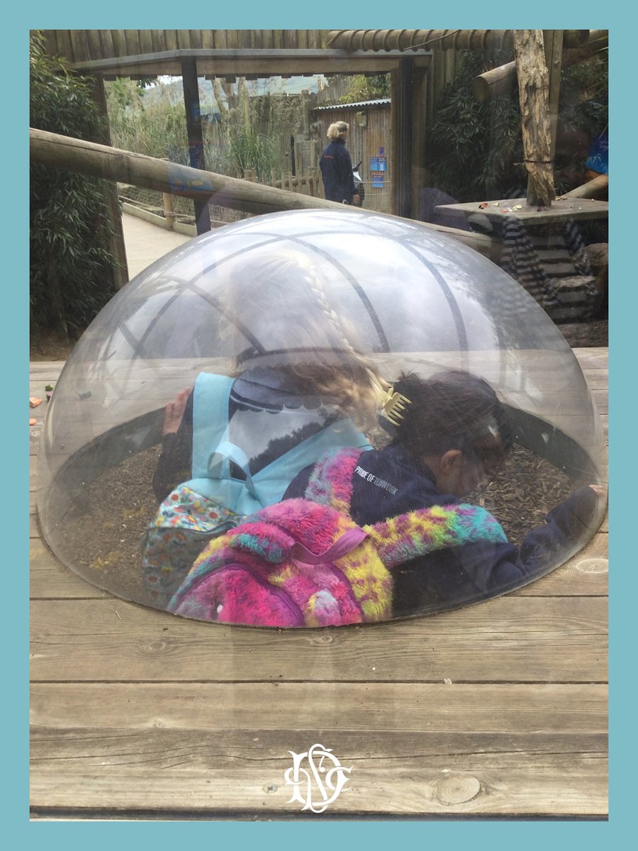 DPCranbrook's tweet photo. Roars, rainforests and remarkable discoveries! 🐒🌿🦜

This week, Year 3 visited Drusillas Park to bring their Science topic on adaptation, and their Geography rainforest topic, to life. 

#DulwichCranbrook  #EducationalVisit #ScienceInNature https://t.co/3GTMBk23mm