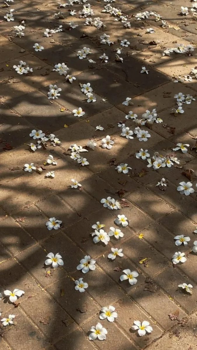 pamvonhadder's tweet photo. the art of noticing the small details of nature https://t.co/Vr9q5iA1p4