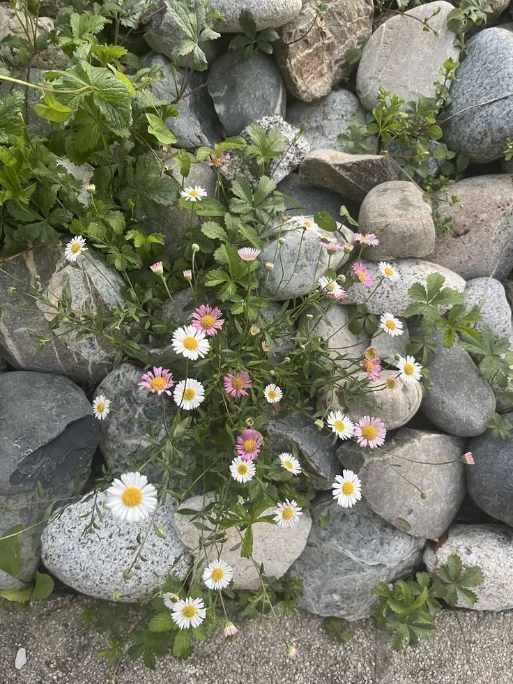 pamvonhadder's tweet photo. the art of noticing the small details of nature https://t.co/Vr9q5iA1p4