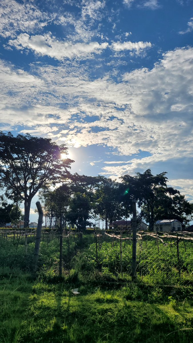 Osuta Snr 🇺🇬 tweet media
