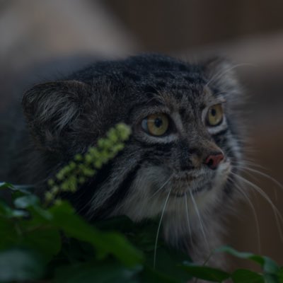 🦉ほっつん🐆 tweet media