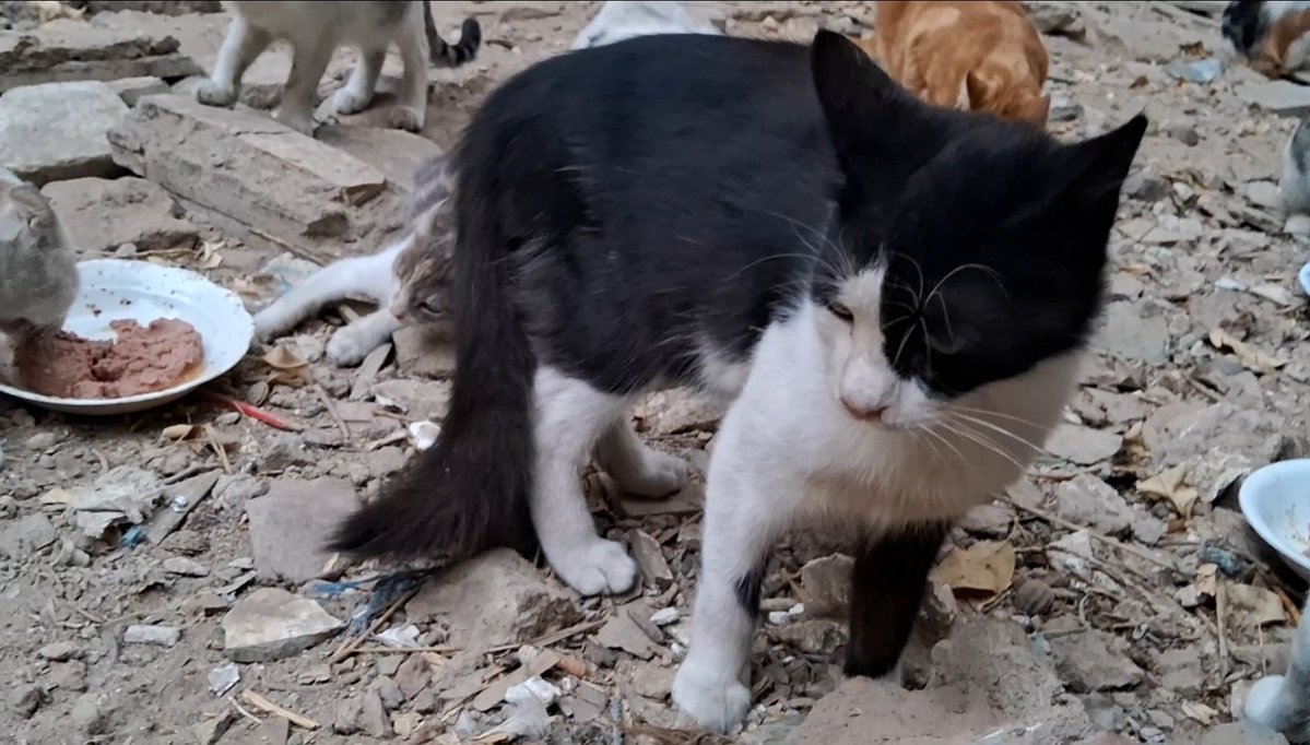 Animal Friends Shelter tweet media