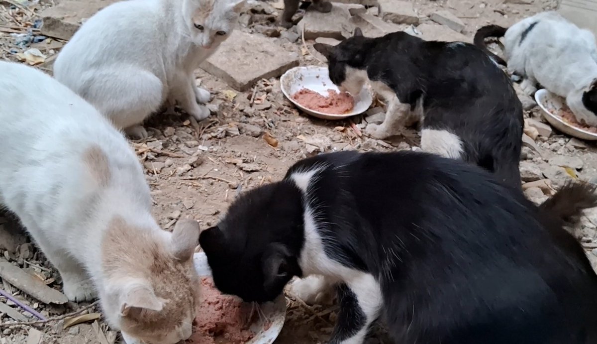 Animal Friends Shelter tweet media