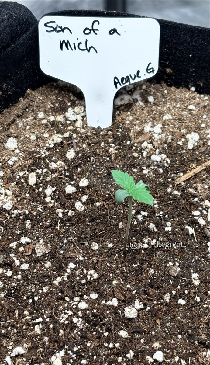 jeff_thegreat1's tweet photo. Son Of A Mich 🧬
(Nova OG x Pure Michigan)
Welcome to the world little one. Can’t wait to watch this one go 🔥🔥
@AequeGenetics
#GrowYourOwn #PureMichigan #NovaOG #CanadianBred #GeneticsMatter https://t.co/c83L159I2w