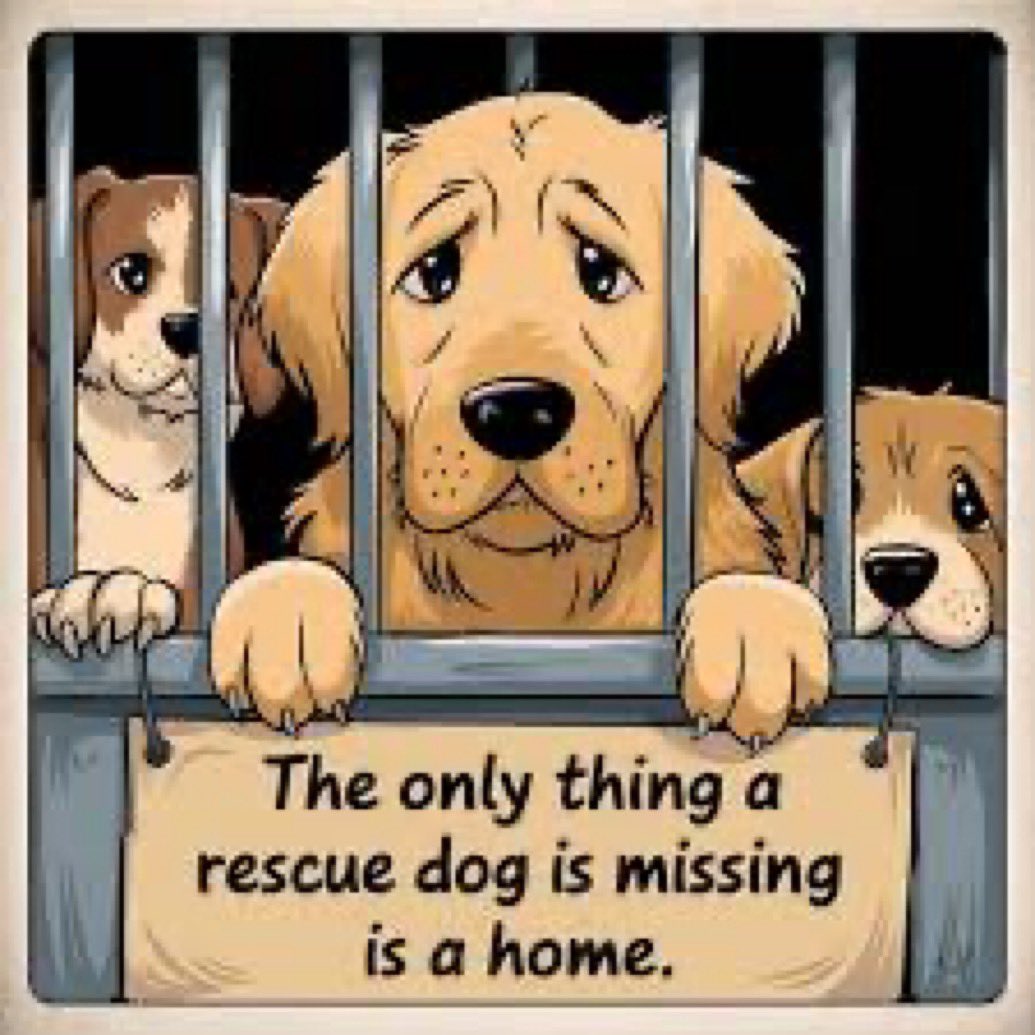 Kristina 🇺🇸❤️🇮🇱 😇🐶🌻📣☮️ tweet media