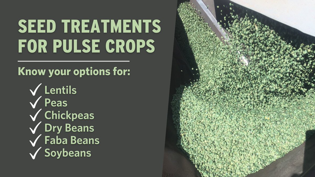 Saskatchewan Pulse Growers tweet media