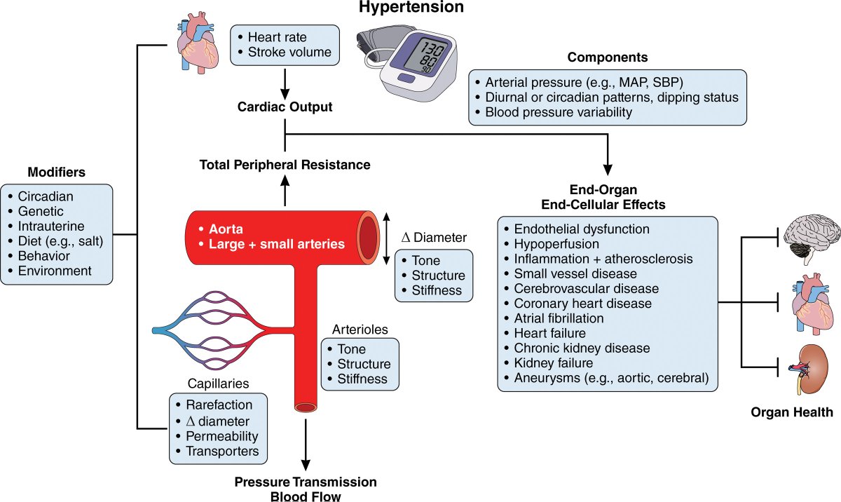 Outdoctrination's tweet photo. High blood pressure is a way bigger deal than you realize.

It has no symptoms.
50% of people have it.
It can do irreversible damage to your blood vessels.
It massively increases your risk of heart attack and death.

The worst part - the poster child of high blood pressure is salt, despite it not even causing it on its own.

Obesity + insulin resistance is a major driver, but even lean people get it quite often.

Things that are often overlooked to LOCK IN:

➥ Vitamin C - shown in trials to lower BP due to benefits for antioxidant status (NO production)
➥ Circadian rhythm - tightly regulates blood pressure via genomic clock proteins. Disruption increases BP.
➥ Grounding - shown in trials to lower BP, likely via anti-inflammatory mechanism
➥ Minerals - Potassium, Magnesium and calcium have all shown independent blood pressure lowering properties, but huge %s of the population are low on all 3
➥ Sunlight - UV light on the skin can increase nitric oxide release and blood vessel relaxation
➥ Cortisol + Sympathetic tone - HUGE. Probably the main governors. Keeping these stress systems low is vital. Ironically, salt restriction can increase both.