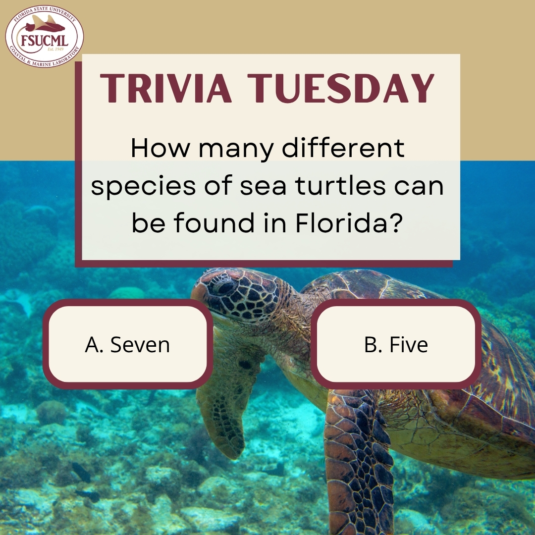 FSU Coastal & Marine Lab tweet media