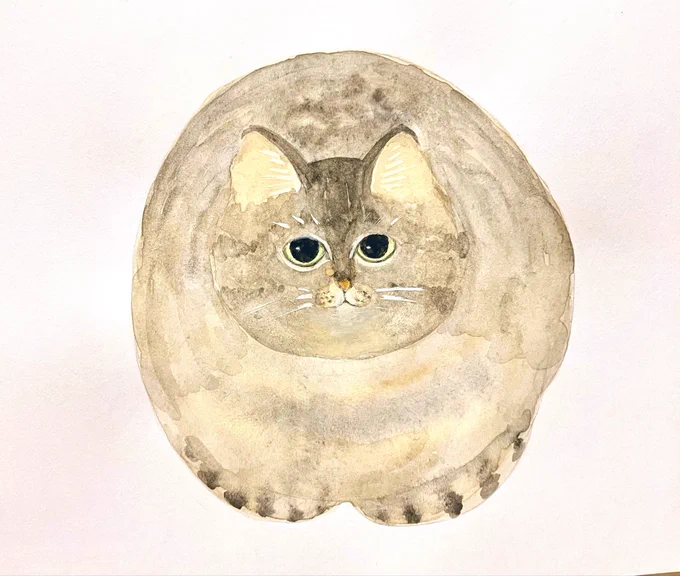 猫