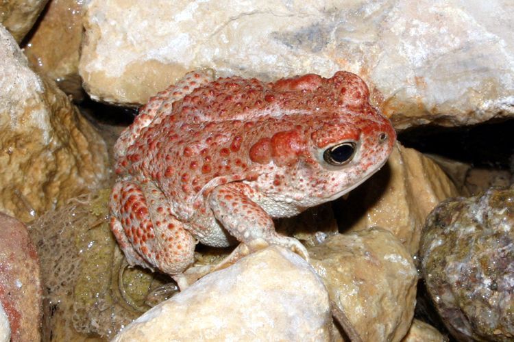 Gone_Froggin's tweet photo. Arizona Toad (Anaxyrus microscaphus)
#ToadTuesday
๐ธ William Flaxington
learn more at https://t.co/Dv8NwXTn2s https://t.co/eFBHd2ZCl3