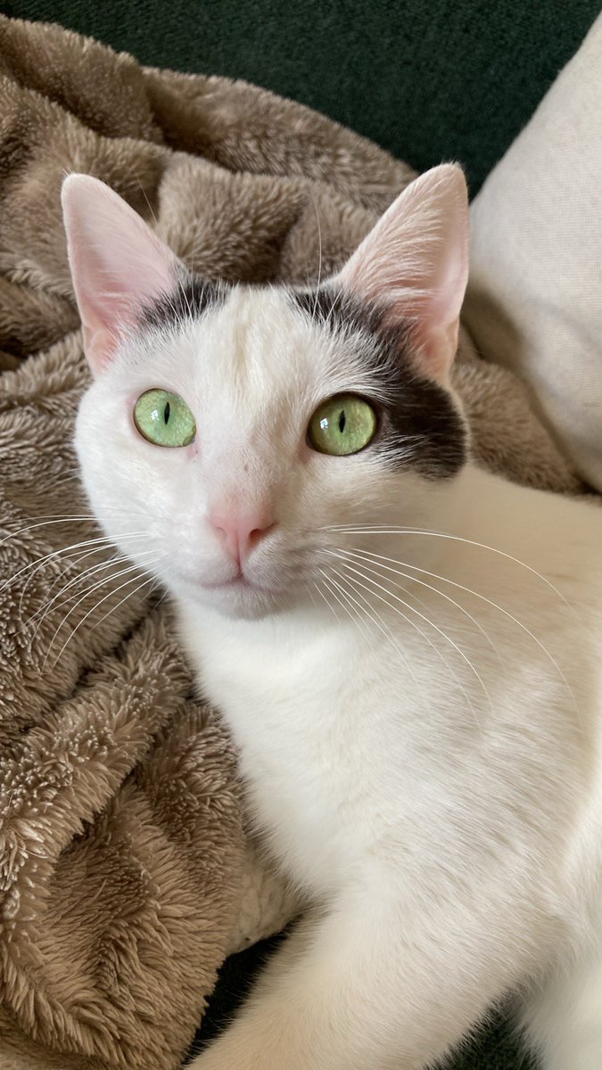 Papou de Vivaldi 🐾 tweet media