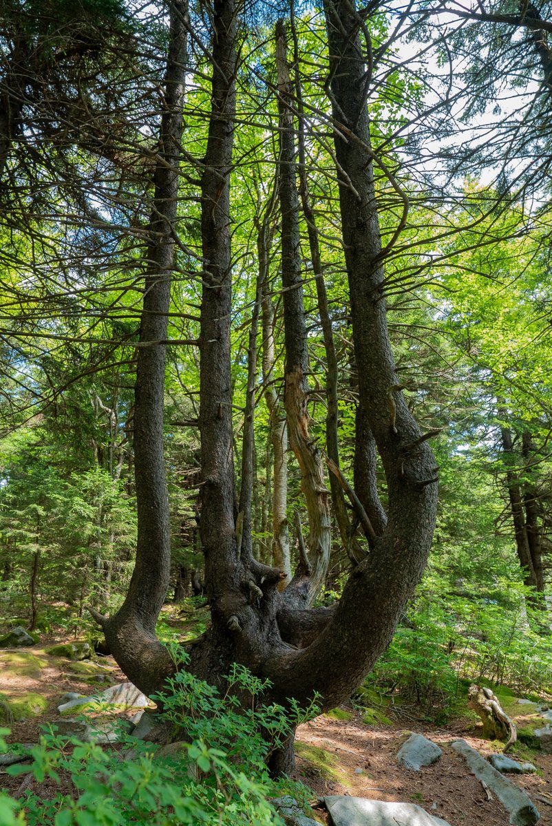 USDA Forest Service tweet media