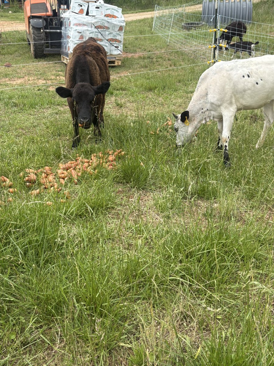 Homesteading4sovereignty tweet media