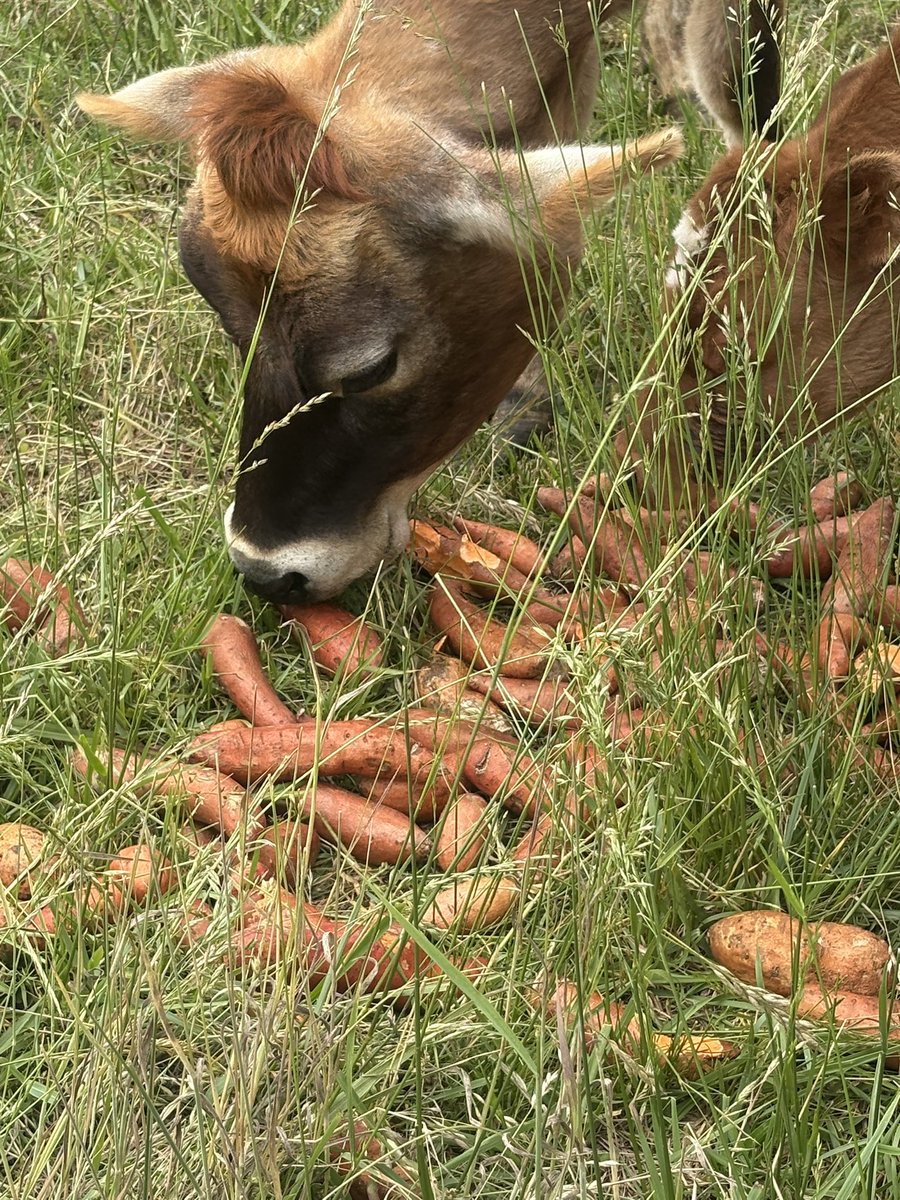 Homesteading4sovereignty tweet media