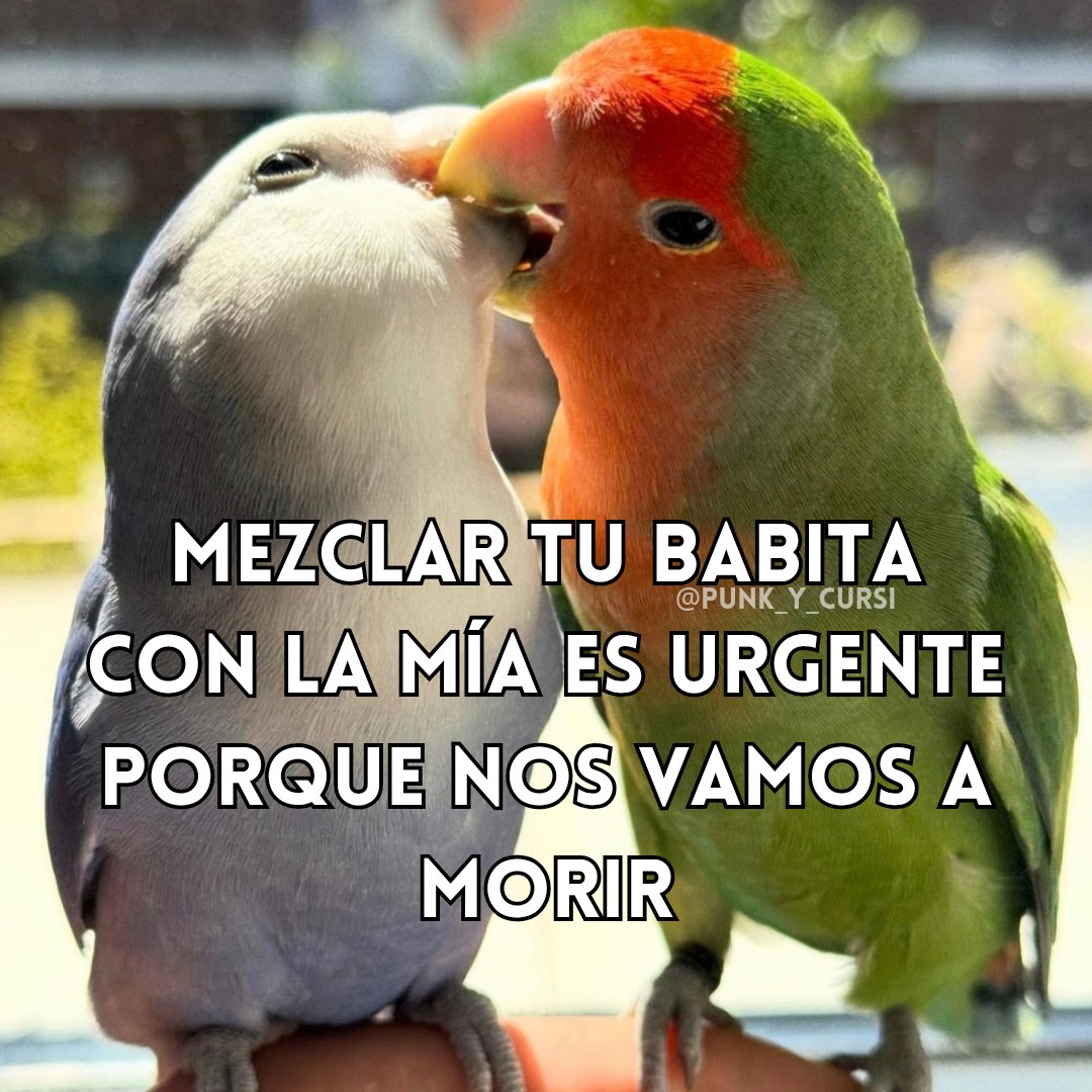 𝑷𝒖𝒏𝒌 𝒚 𝒄𝒖𝒓𝒔𝒊 tweet media