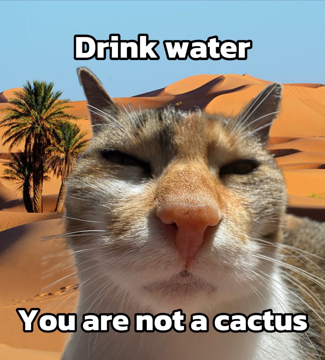 LiterallyMeCats tweet media