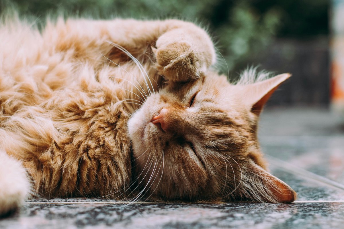 earthcurated's tweet photo. The purring of cats can help calm anxiety in humans.

Studies indicate that the sound is emitted at a therapeutic frequency between 25 and 150 Hz. https://t.co/szy9Kvkcqs