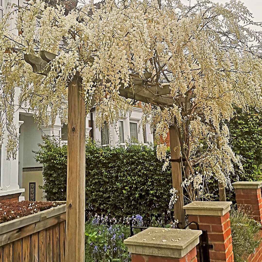 Jacksonsfencing's tweet photo. A moment of calm at the garden gate.

White wisteria curls over a simple pergola, creating a magical walkway into the front of the home. 

Our pergolas: https://t.co/EK3yvxftj9

Thank you to Greenlondonlandscaping for these photos. https://t.co/zT08S670GU