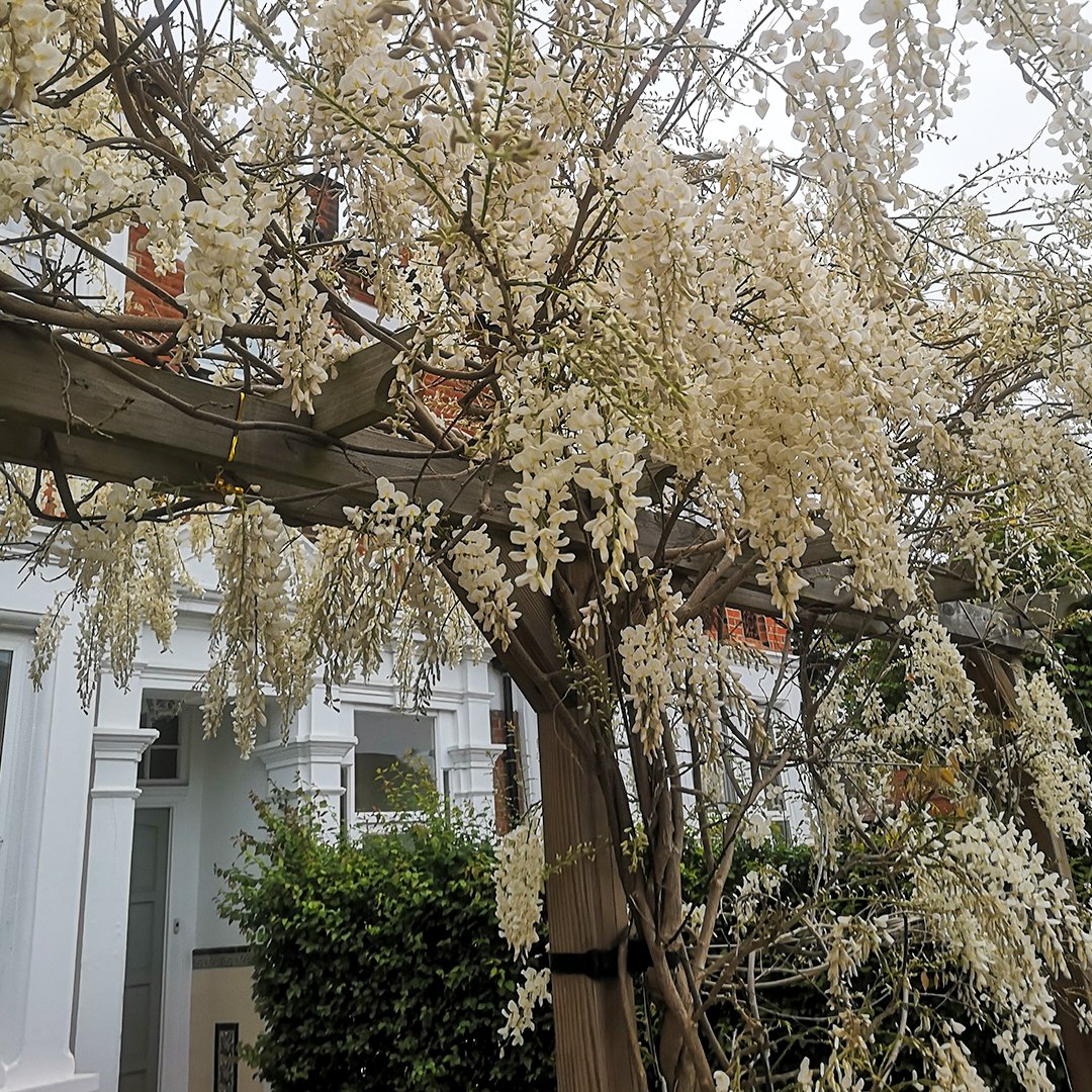 Jacksonsfencing's tweet photo. A moment of calm at the garden gate.

White wisteria curls over a simple pergola, creating a magical walkway into the front of the home. 

Our pergolas: https://t.co/EK3yvxftj9

Thank you to Greenlondonlandscaping for these photos. https://t.co/zT08S670GU