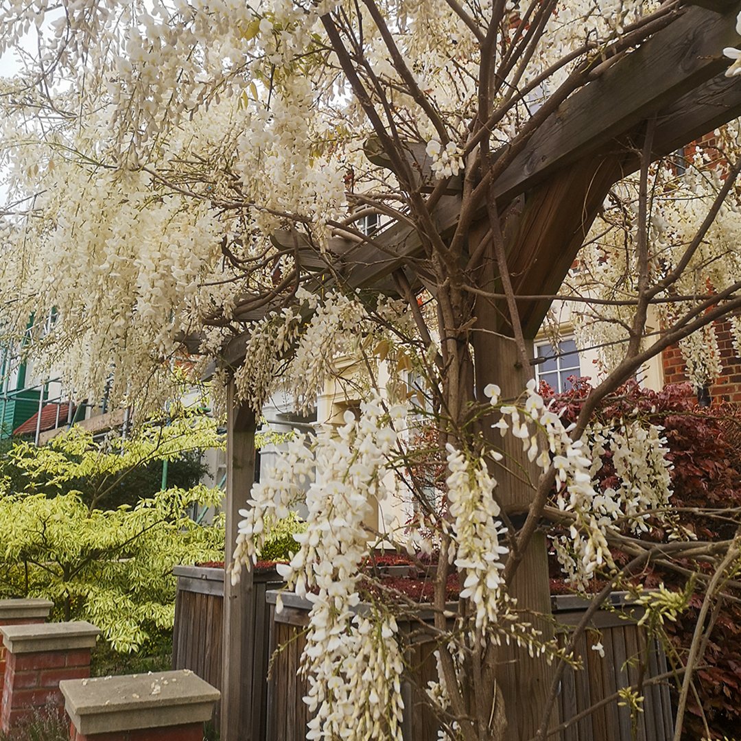 Jacksonsfencing's tweet photo. A moment of calm at the garden gate.

White wisteria curls over a simple pergola, creating a magical walkway into the front of the home. 

Our pergolas: https://t.co/EK3yvxftj9

Thank you to Greenlondonlandscaping for these photos. https://t.co/zT08S670GU