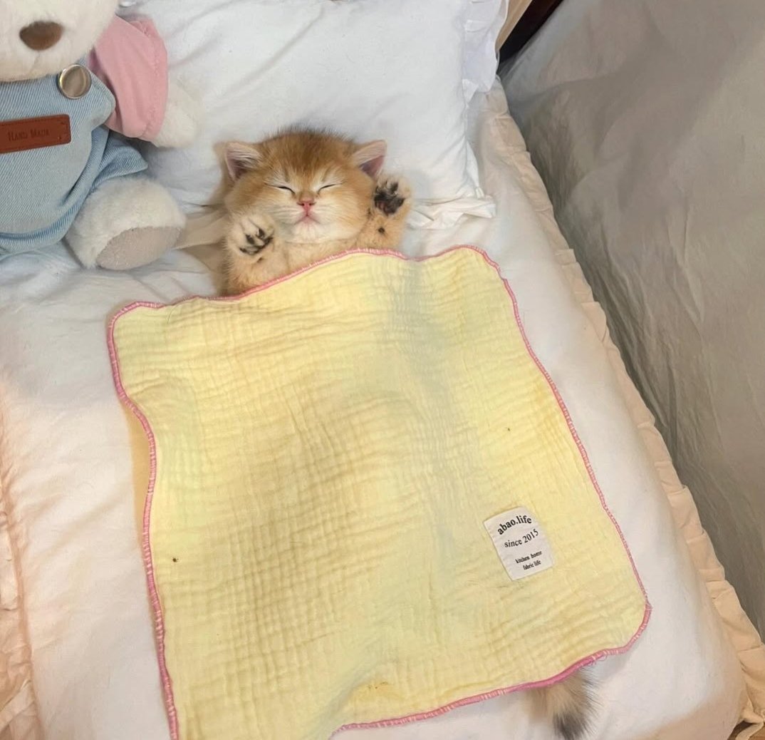 Daily Cat Posts tweet media