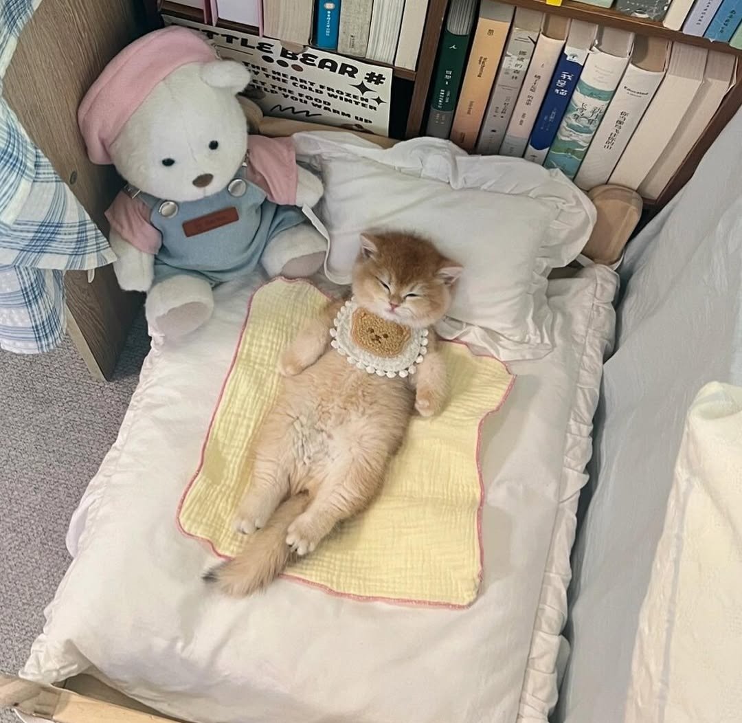 Daily Cat Posts tweet media