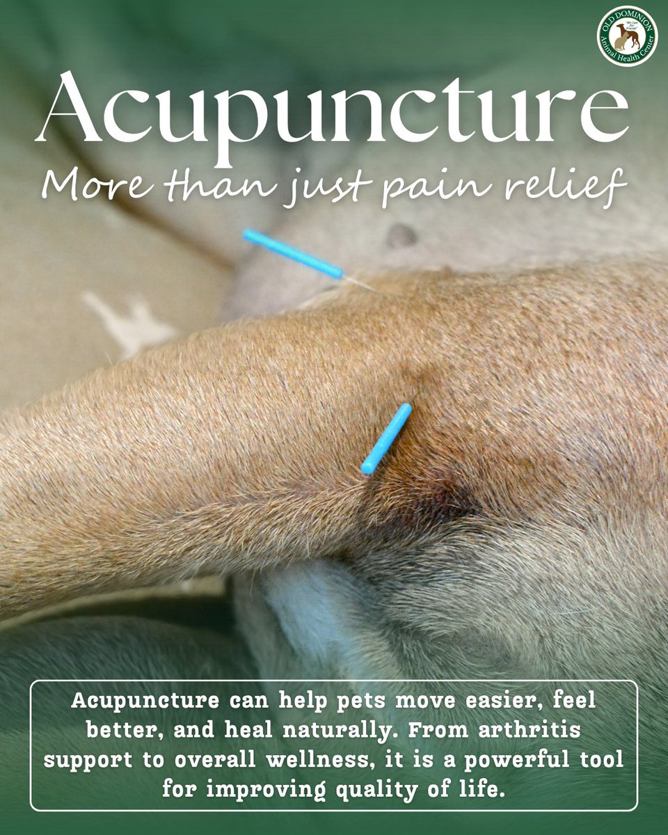 ODAHCenter's tweet photo. 🐾 Acupuncture isn’t just for people. It’s a gentle way to support your pet’s comfort and health.

It can help relieve pain, improve mobility, reduce inflammation, and support chronic or recovery needs 💙

Curious if it’s right for your pet? Ask our team today. https://t.co/LHUXh3mKrm
