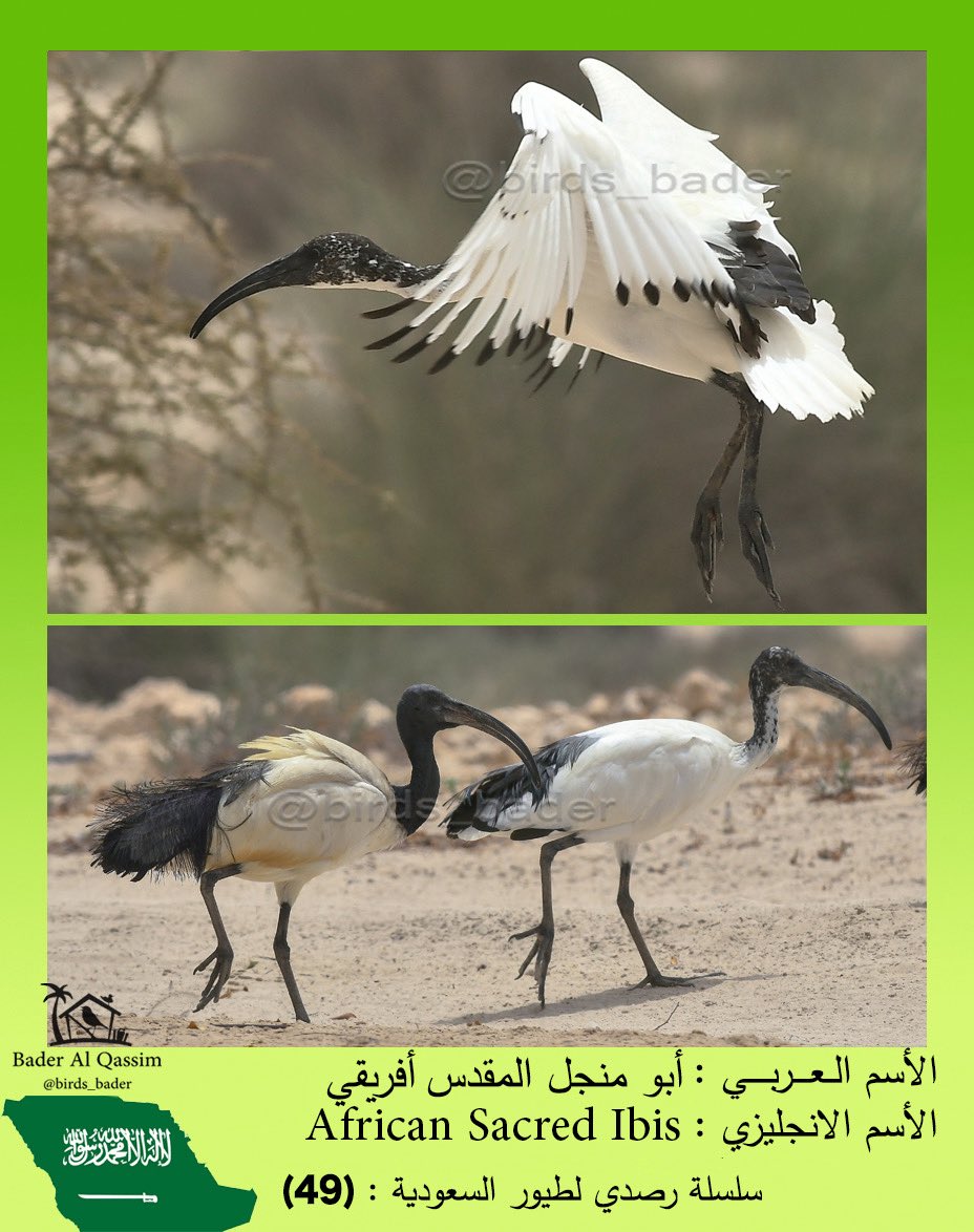 راصد طيور السعودية Saudi birds 🇸🇦 tweet media