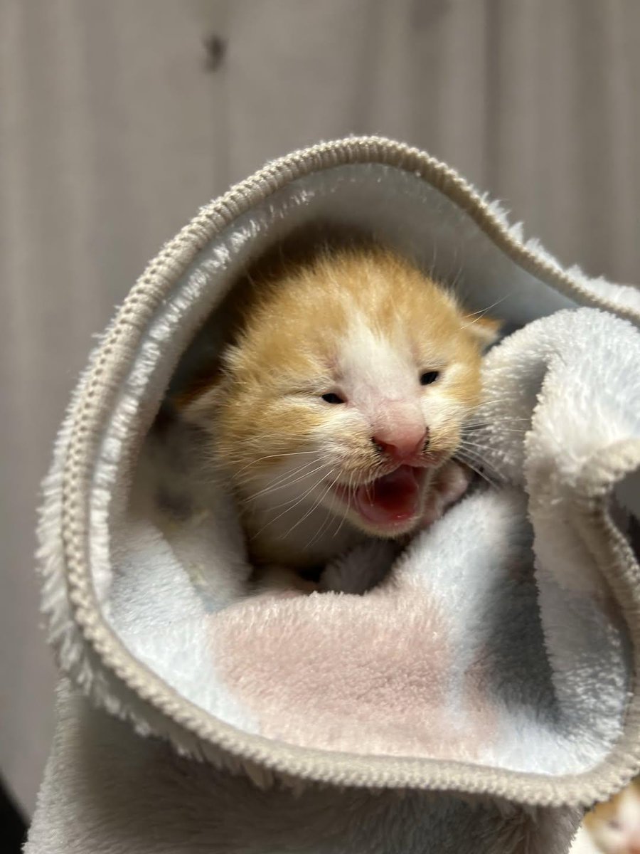 Cat 🐈 tweet media