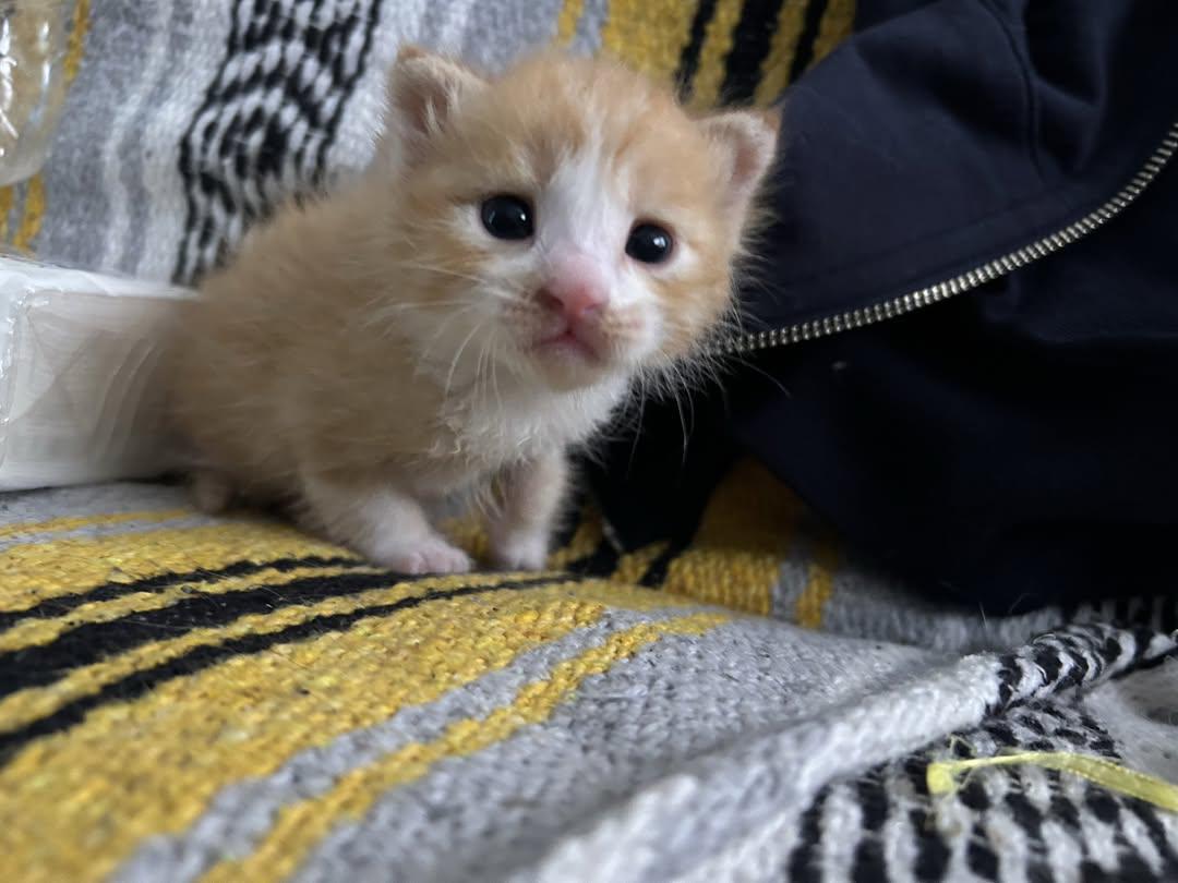 Cat 🐈 tweet media