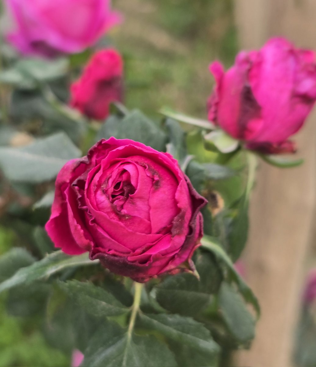 sarah_oshy's tweet photo. #عشوائيات  #ورد 
#عشوائيات_الربيع https://t.co/zTfg7uVMyy