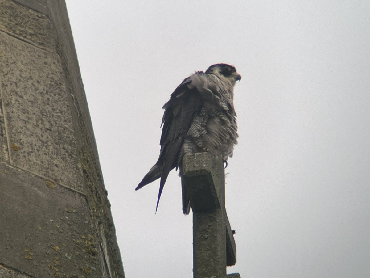 greeny1955's tweet photo. Another busy day for LROS Peregrine watch group today. Both Parents showed well and the chicks are getting bigger #LROS #VC55 #LeicesterCathedral #KRIII https://t.co/iWCYgLqY7t