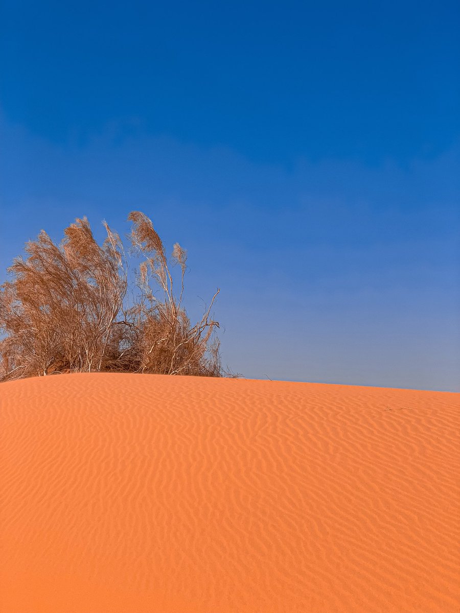 ماهو مهم tweet media