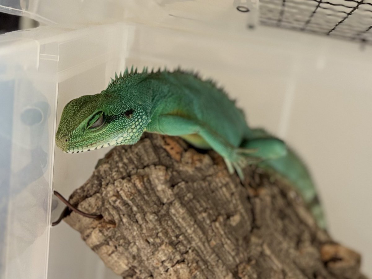 STORYofREPTILES's tweet photo. 夢🦖🪽 https://t.co/U11uqsLV27