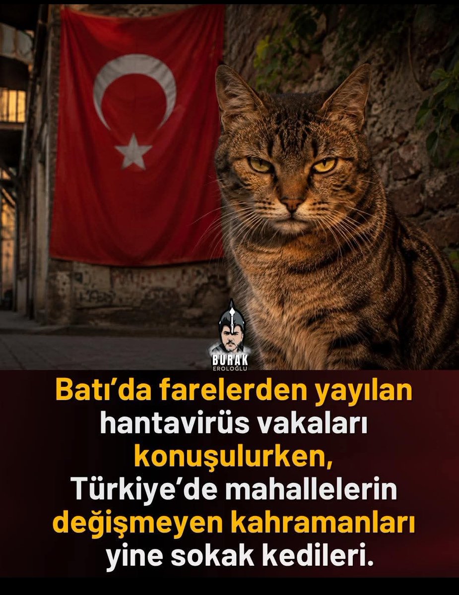 senarhoca tweet media