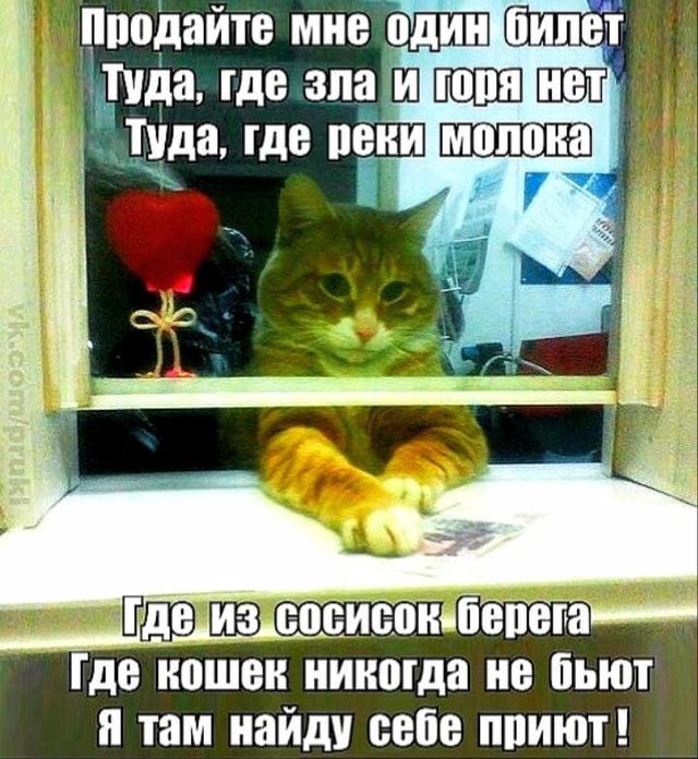 лизочка б tweet media