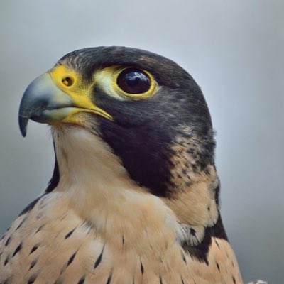 falcon_cripto's tweet photo. #NuevaFotoDePerfil https://t.co/0iIhXgg9bS