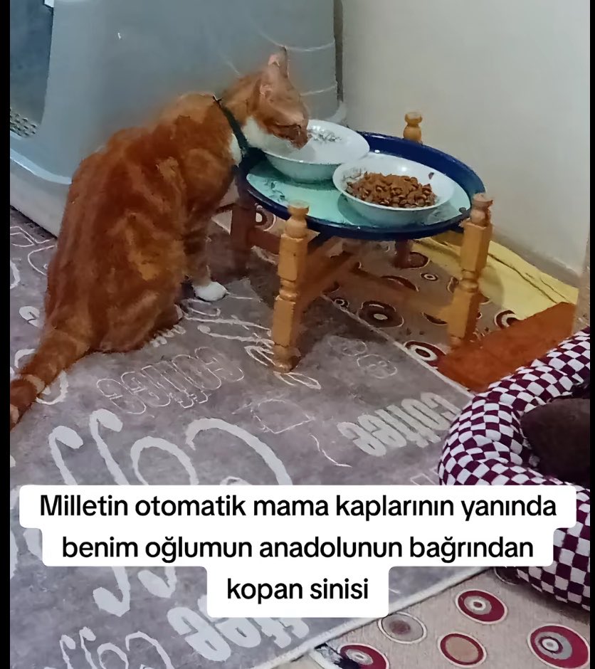 кira tweet media