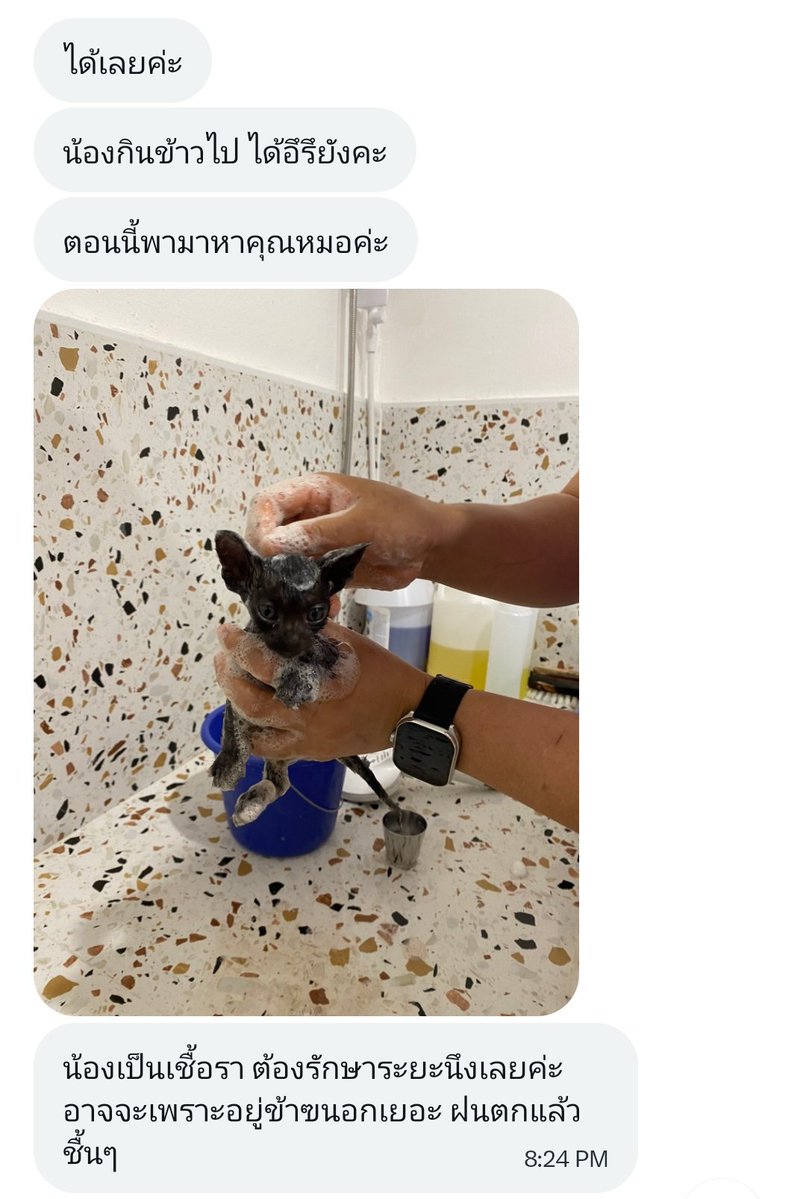 Baifern.spiderrabbit🕸🐰🦊🍓 tweet media