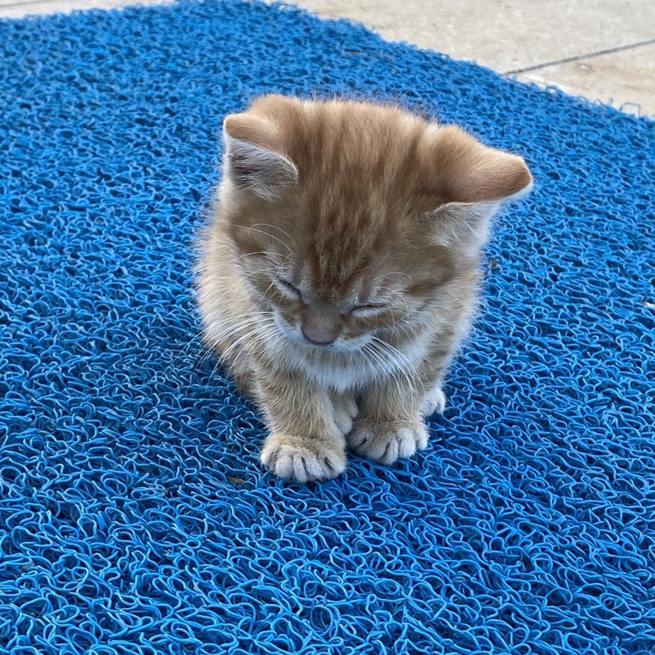 uraz1014's tweet photo. şu tatlılığı bak salın kedi fotoğraflarını https://t.co/jpL4osrZVz