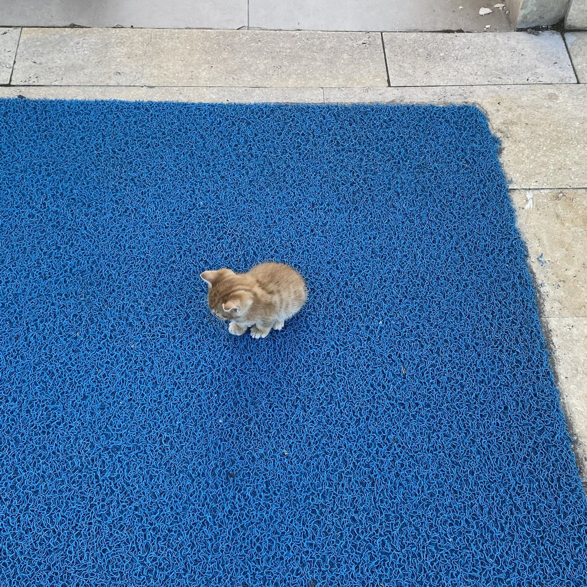 uraz1014's tweet photo. şu tatlılığı bak salın kedi fotoğraflarını https://t.co/jpL4osrZVz